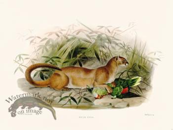 Elliot Cat 14 Cat Eyra